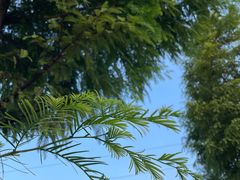 -佛手湖郊野公园