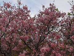 -天适樱花悠乐园