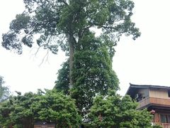 -寨沙侗寨(侗族歌堂)