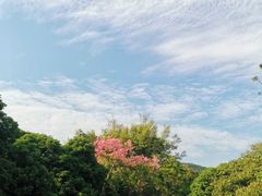 -大屏嶂森林公园