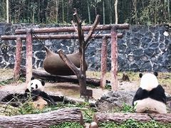 -都江堰中华大熊猫苑