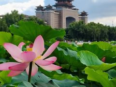-莲花池公园