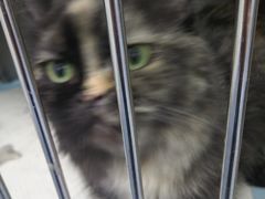 -安安宠医·安宠宠物医院