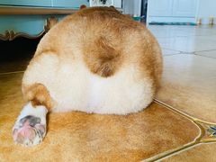 -爱佳宠物中心医院24H·CT·骨外科·猫专科(瑶海万达店)