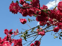 -桃花堤公园