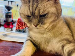 -猫色咖啡·猫咖