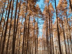 -黄海国家森林公园