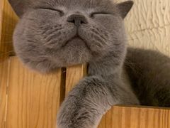 -猫小院猫主题餐厅(南锣旗舰店)