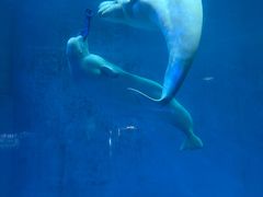 -海合安成都极地海洋公园