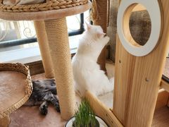 -十年猫舍·猫咪专门店(普陀店)