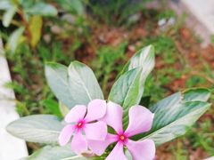 -麦当劳(新新大道岗丰店)