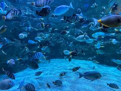 -海合安成都极地海洋公园