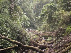 -莫里热带雨林景区