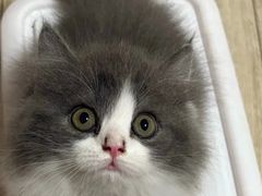 -欣宠猫屋·矮脚拿破仑·蓝金金渐层