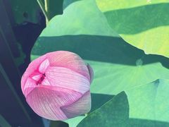-陈家山荷花公园