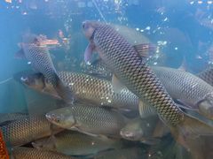 -淘米捞·米汤脆鲩鱼火锅(福田皇岗店)