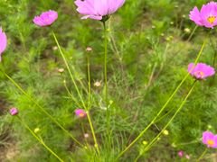 -西京湾花海