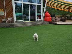 -爪吧宠物乐园 (温榆河示范区店)