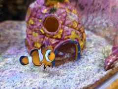 -get pizza意大利餐厅(凯德MALL店)