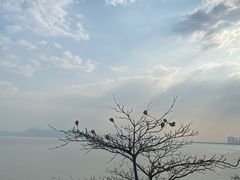 -福田红树林生态公园