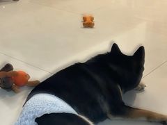 -Bastet sally猫舍购宠(静安店)