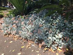 -墨尔本皇家植物园
