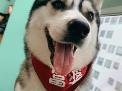 -Husky Go! 哈士奇体验馆·宠物咖啡厅狗咖