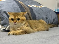 -纳吉亚猫专科动物诊疗中心(蒋宅口分院)