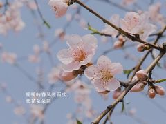 -虎丘湿地公园