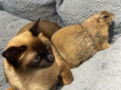 -有猫主题·治愈系猫咖(曾厝垵店)