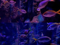 -海合安成都极地海洋公园