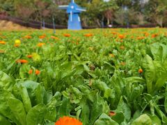 -广州市流溪河国家森林公园