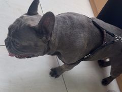 -美联众合动物医院·24h京西诊疗中心