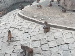 -哈尔滨北方森林动物园