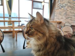-蓝鲸·缅因猫舍