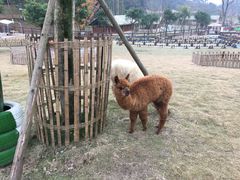 -黄龙溪欢乐田园