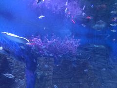 -烟台海昌鲸鲨海洋公园