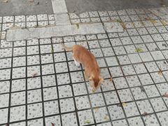 -品茶居素食馆(罗湖店)