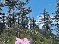 -瓦屋山景区
