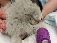 -爱派特动物医院·全科诊疗中心