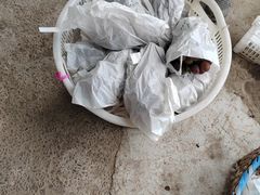 -马陆小张葡萄园农家乐