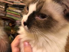 -猫色咖啡·猫咖