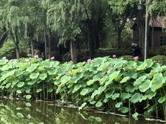-陈家山荷花公园