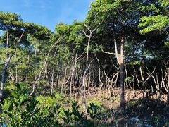 -东寨港红树林旅游区