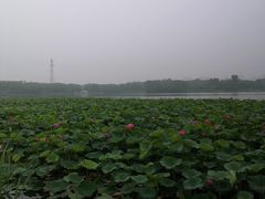 -大兴滨河森林公园