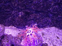 -芜湖新华联大白鲸海洋公园