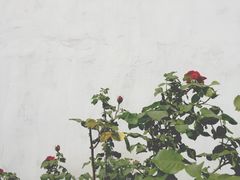 -武清南湖绿博园