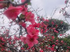 -武汉紫薇都市田园