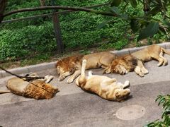 -大连森林动物园