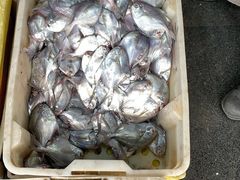 -芦潮港集贸市场